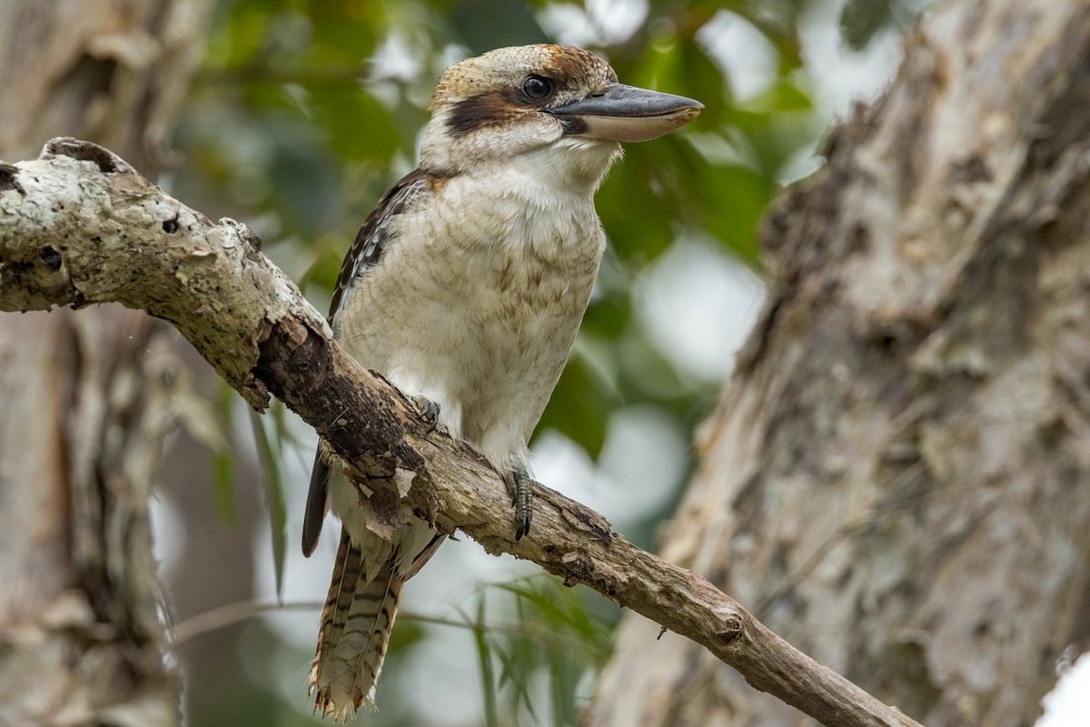 Laughing Kookaburra - Imogen Warren