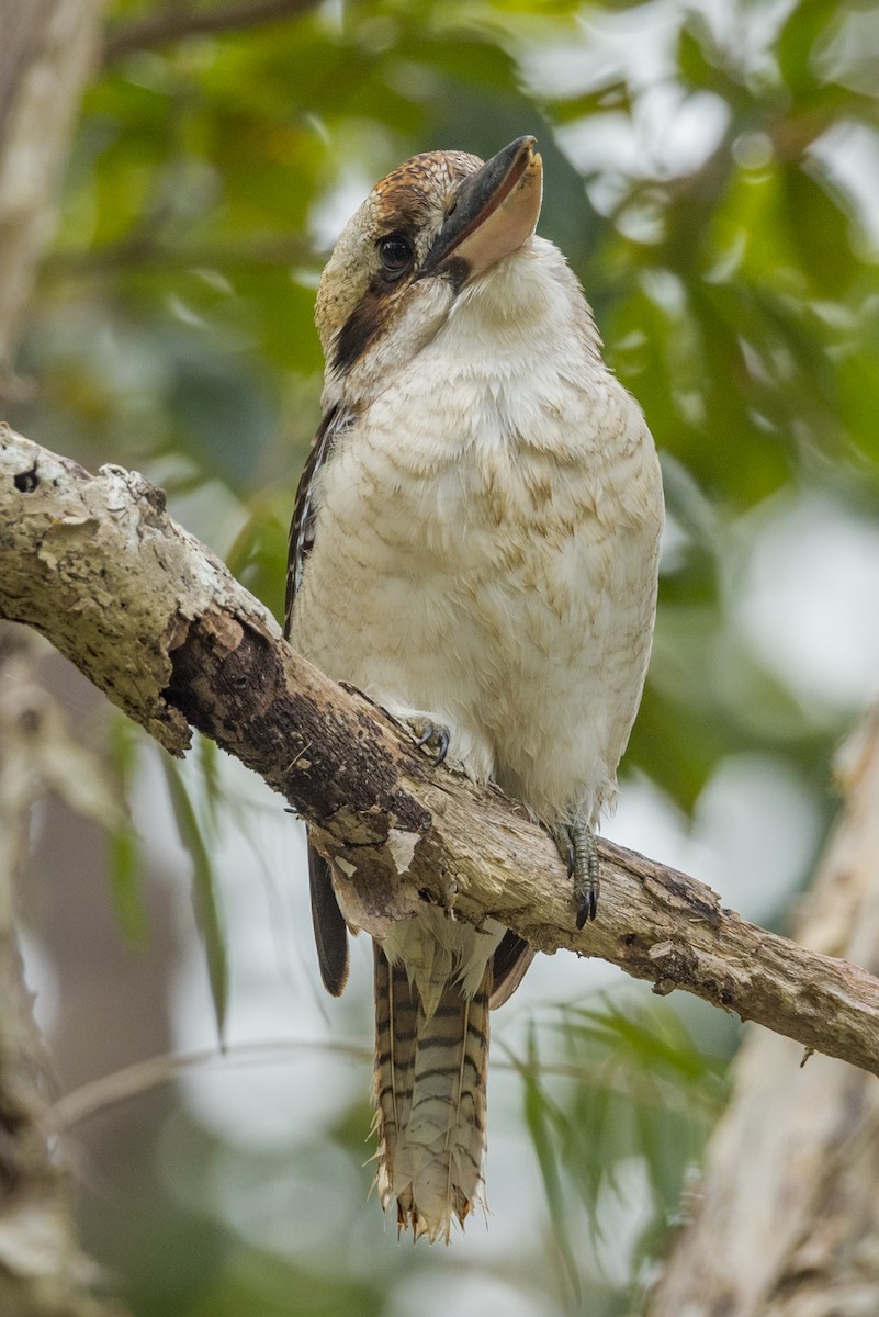 Laughing Kookaburra - ML458068891