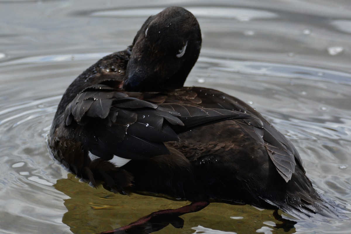 White-winged Scoter - ML458069911