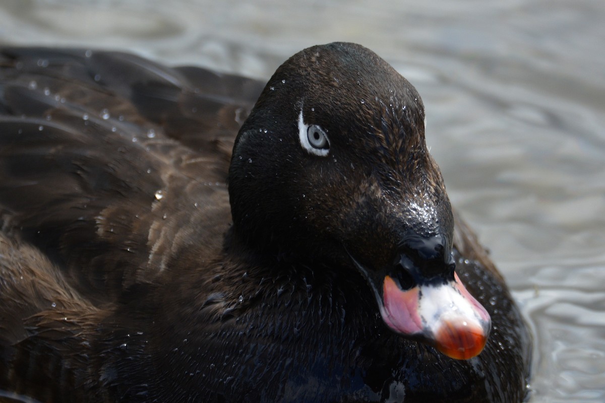 White-winged Scoter - ML458069941