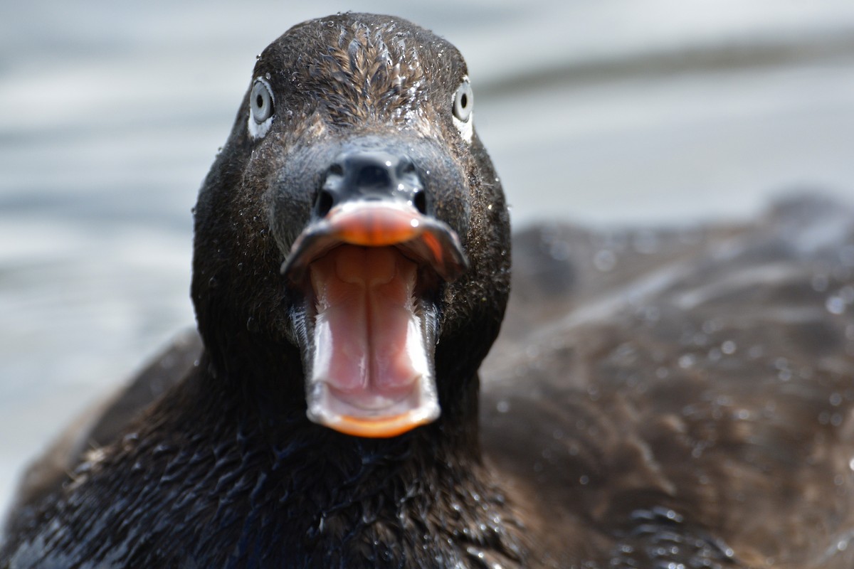 White-winged Scoter - ML458069981