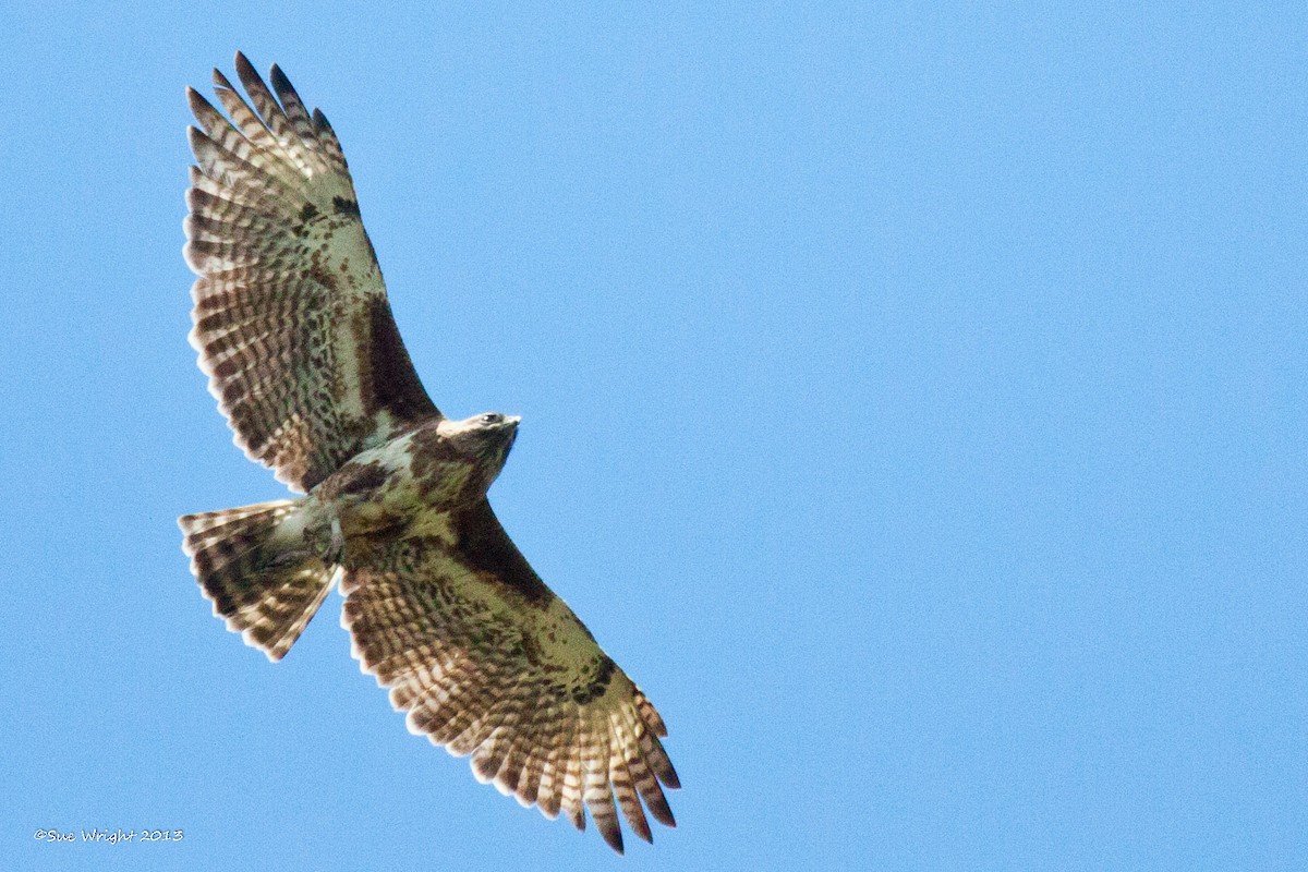 Madagascar Buzzard - Sue Wright
