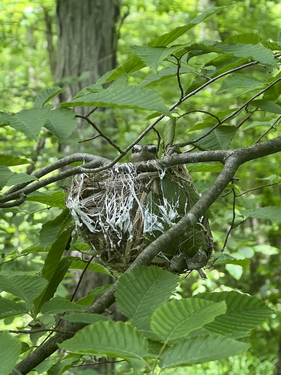 Rotaugenvireo - ML458073871