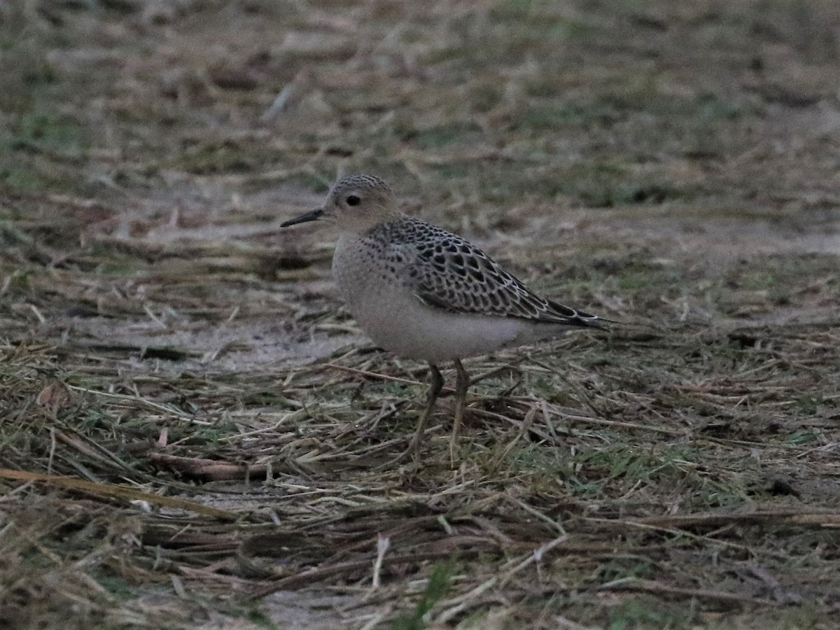 Buff-breasted Sandpiper - ML458073931