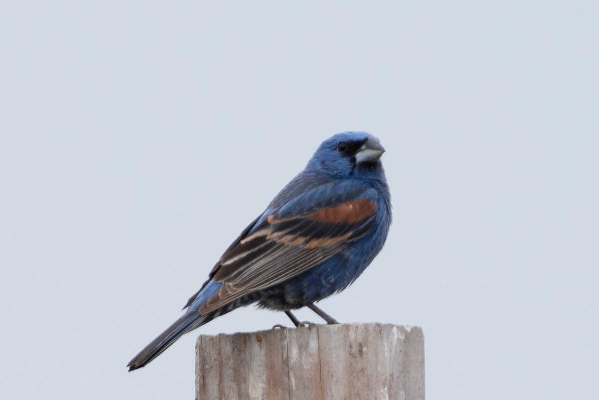 Blue Grosbeak - Jonathan Strassfeld