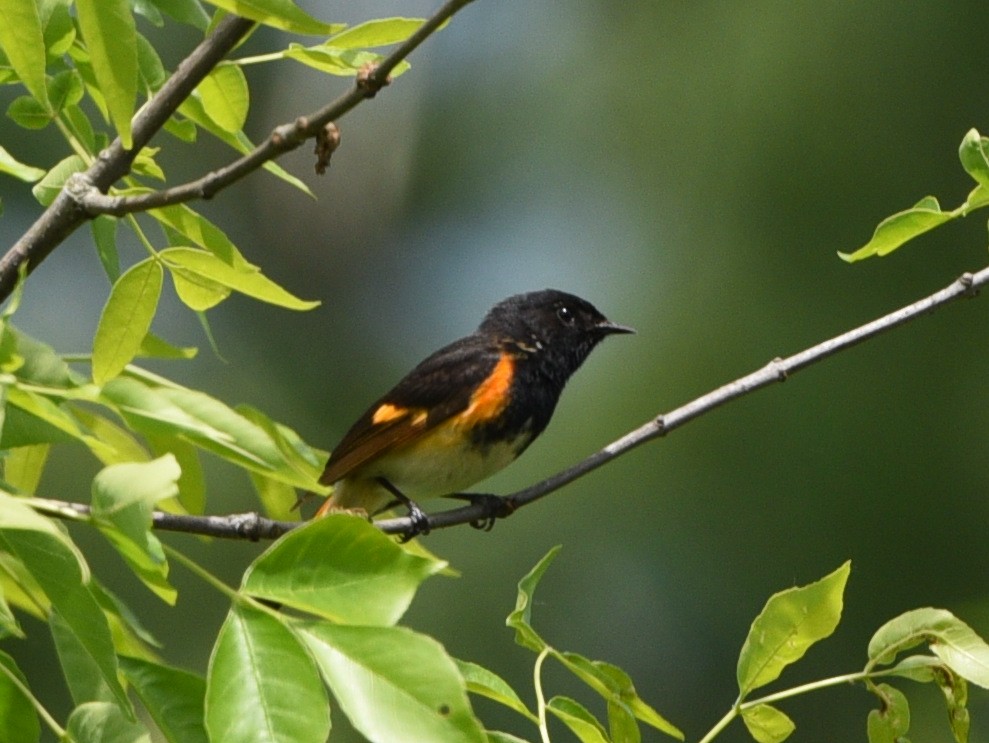 American Redstart - Wendy Hill