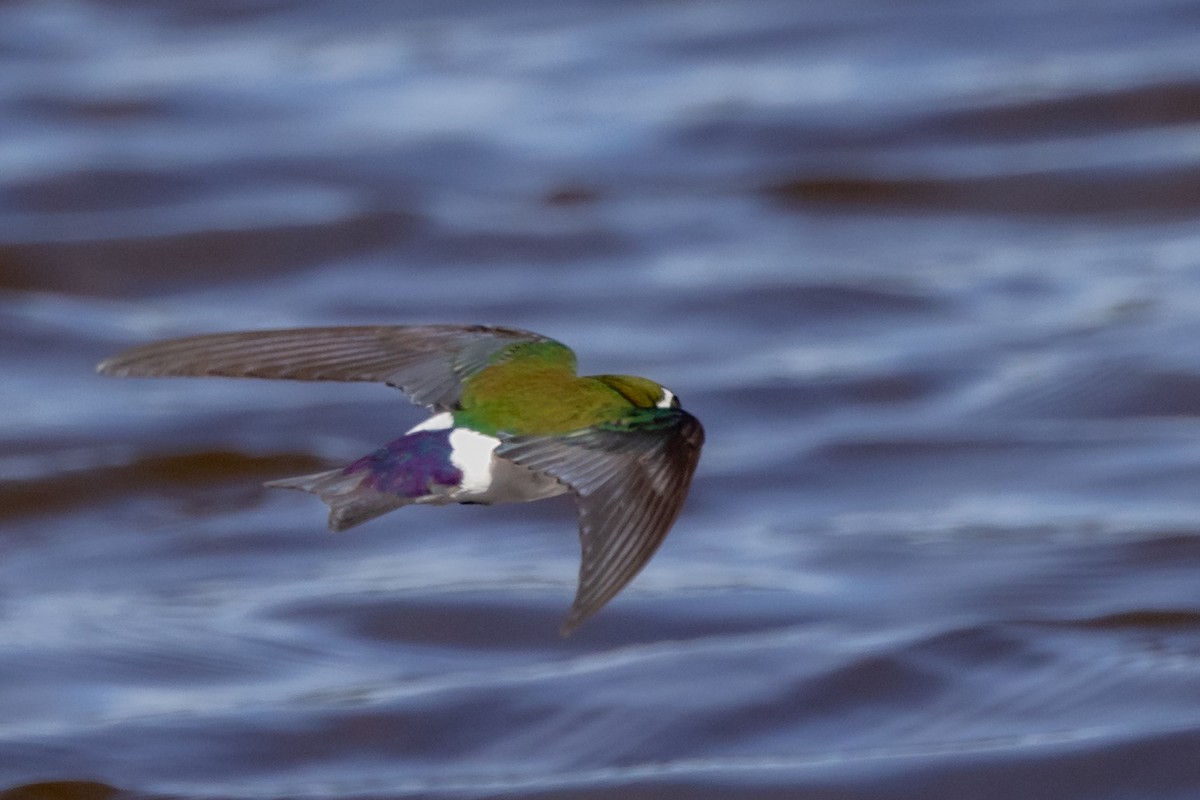 Violet-green Swallow - Roger Adamson
