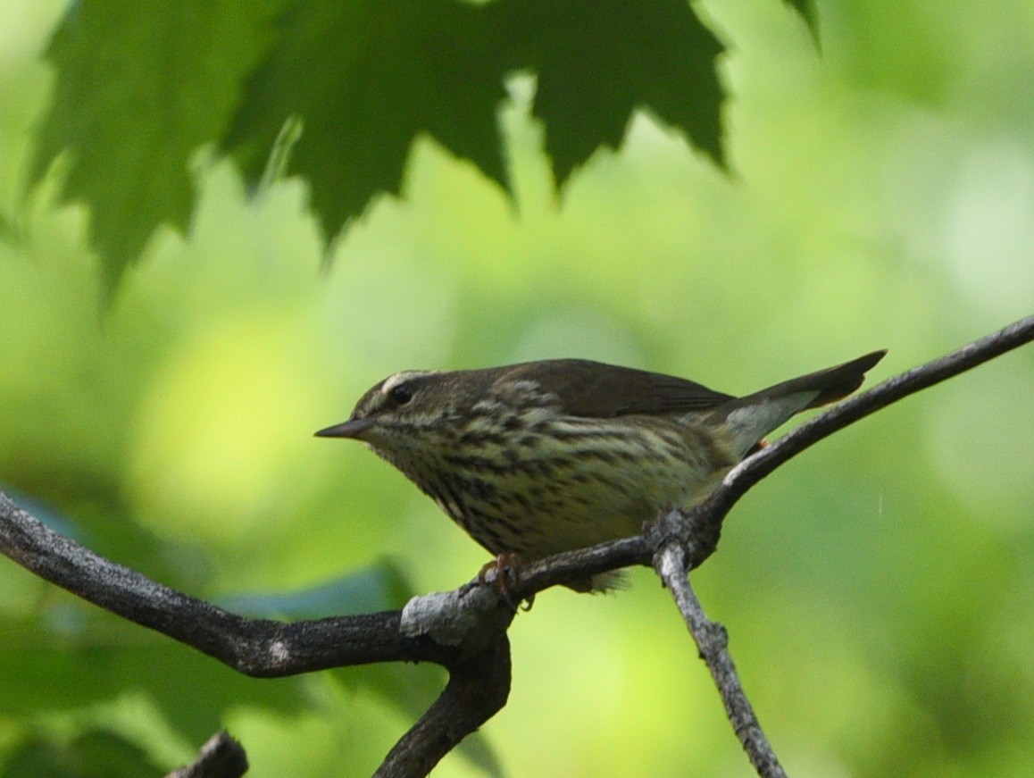 Northern Waterthrush - ML458076961