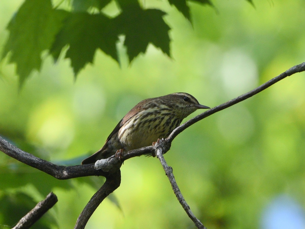 Northern Waterthrush - ML458076981