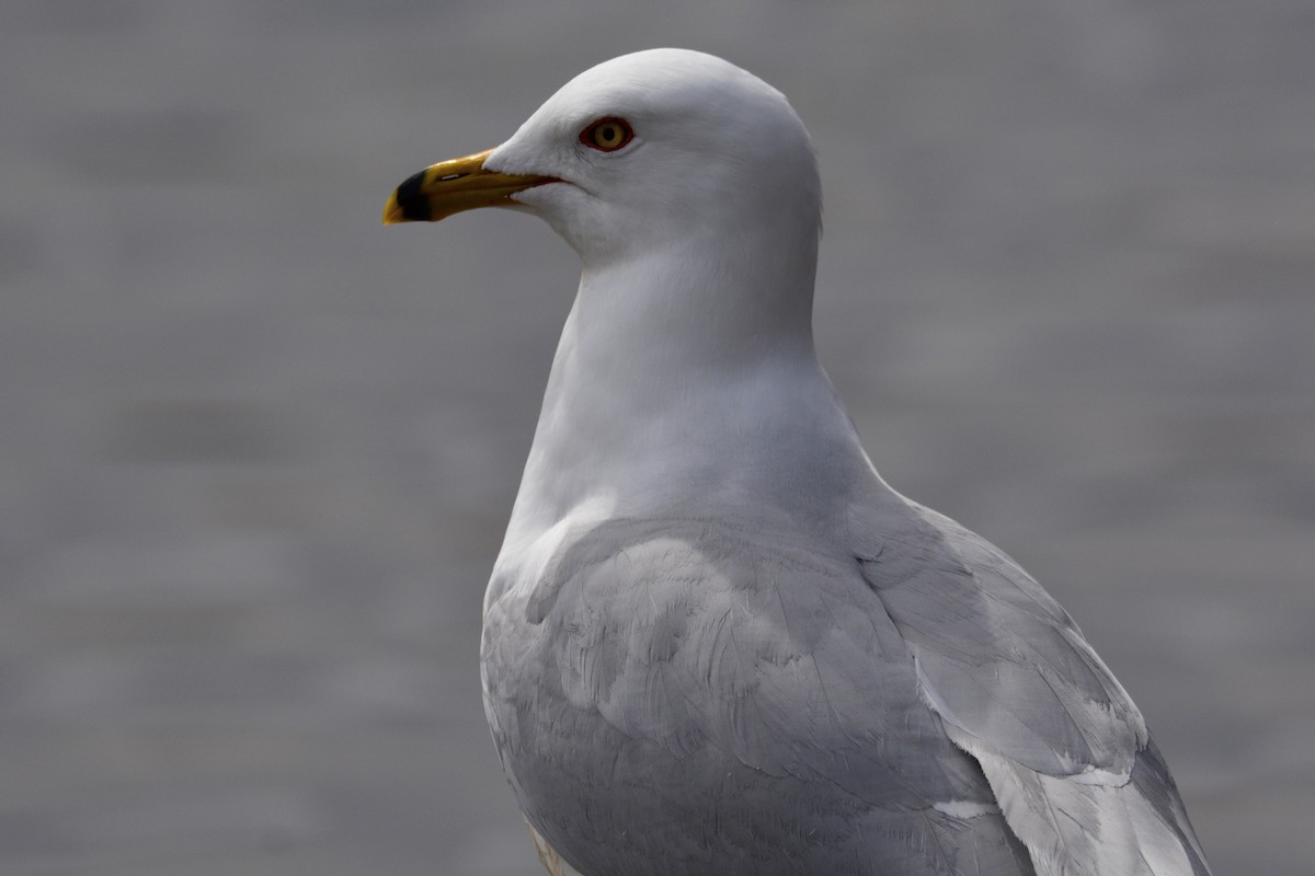 Ring-billed Gull - ML458077501