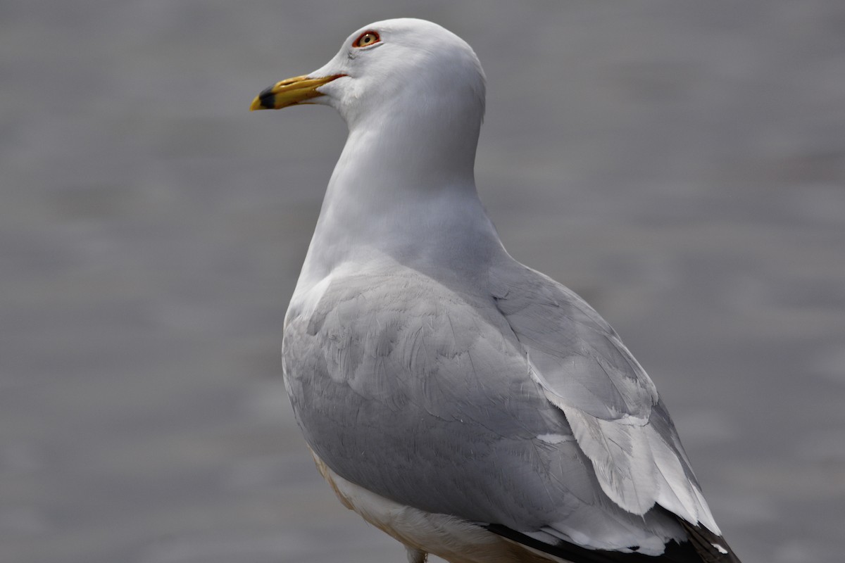 Ring-billed Gull - ML458077531