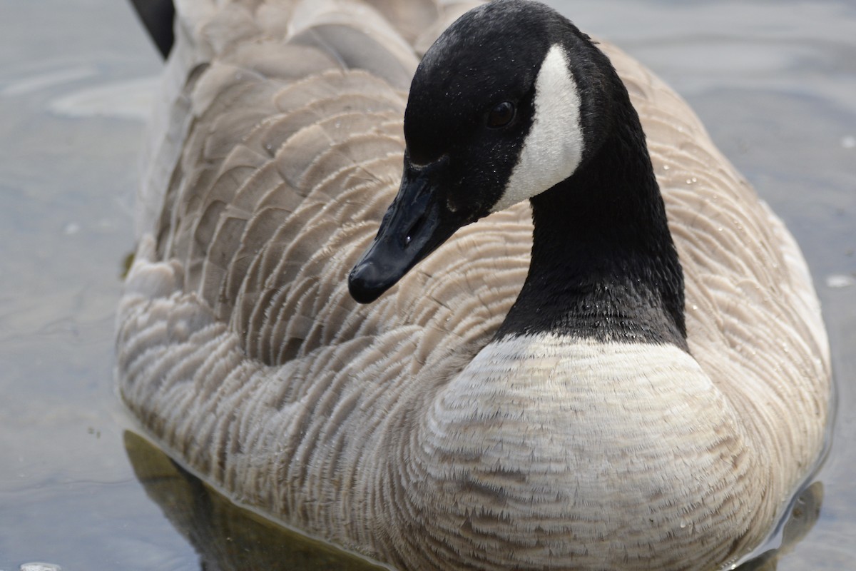 Canada Goose - ML458077721