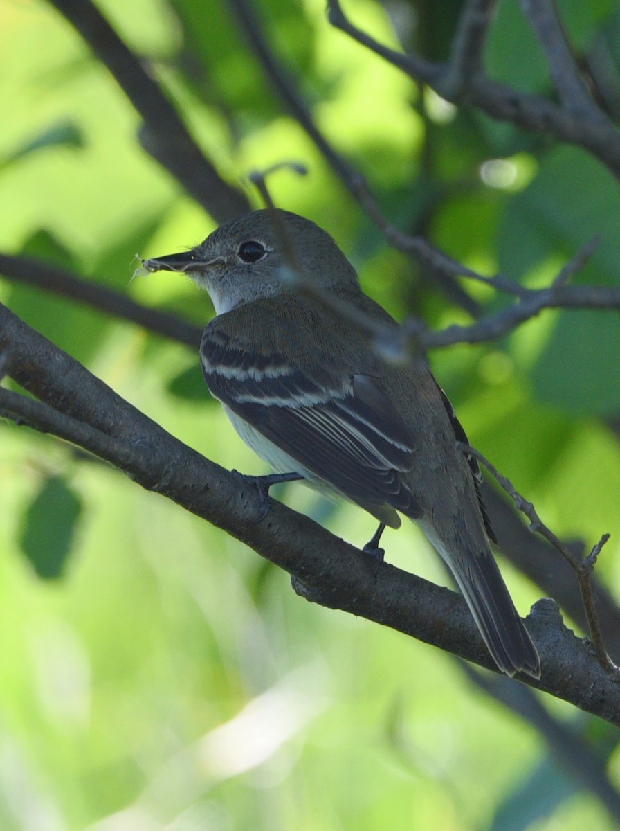 Alder Flycatcher - Wendy Hill