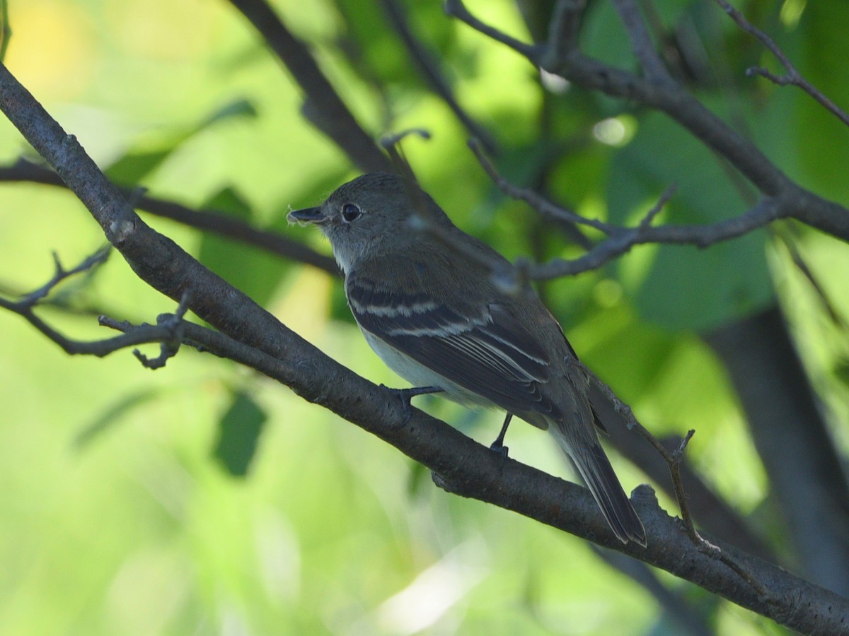 Alder Flycatcher - ML458078041