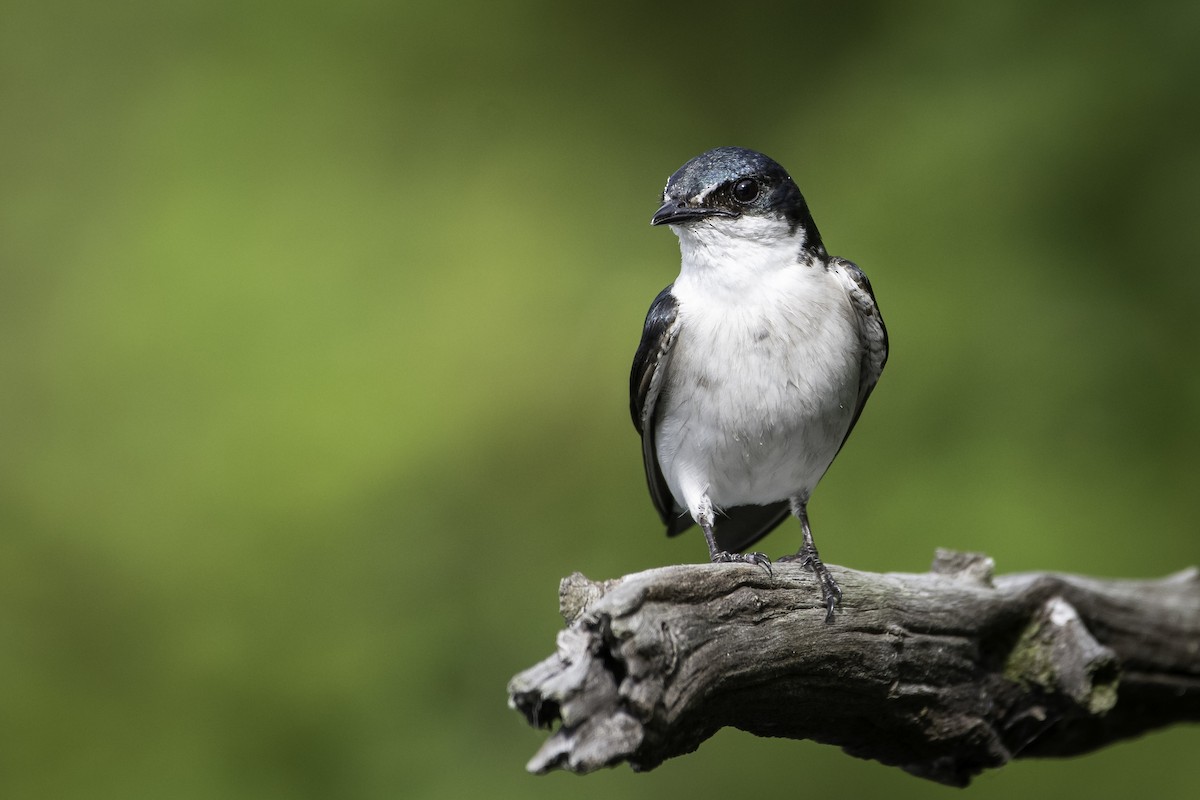 Mangrove Swallow - ML458078571