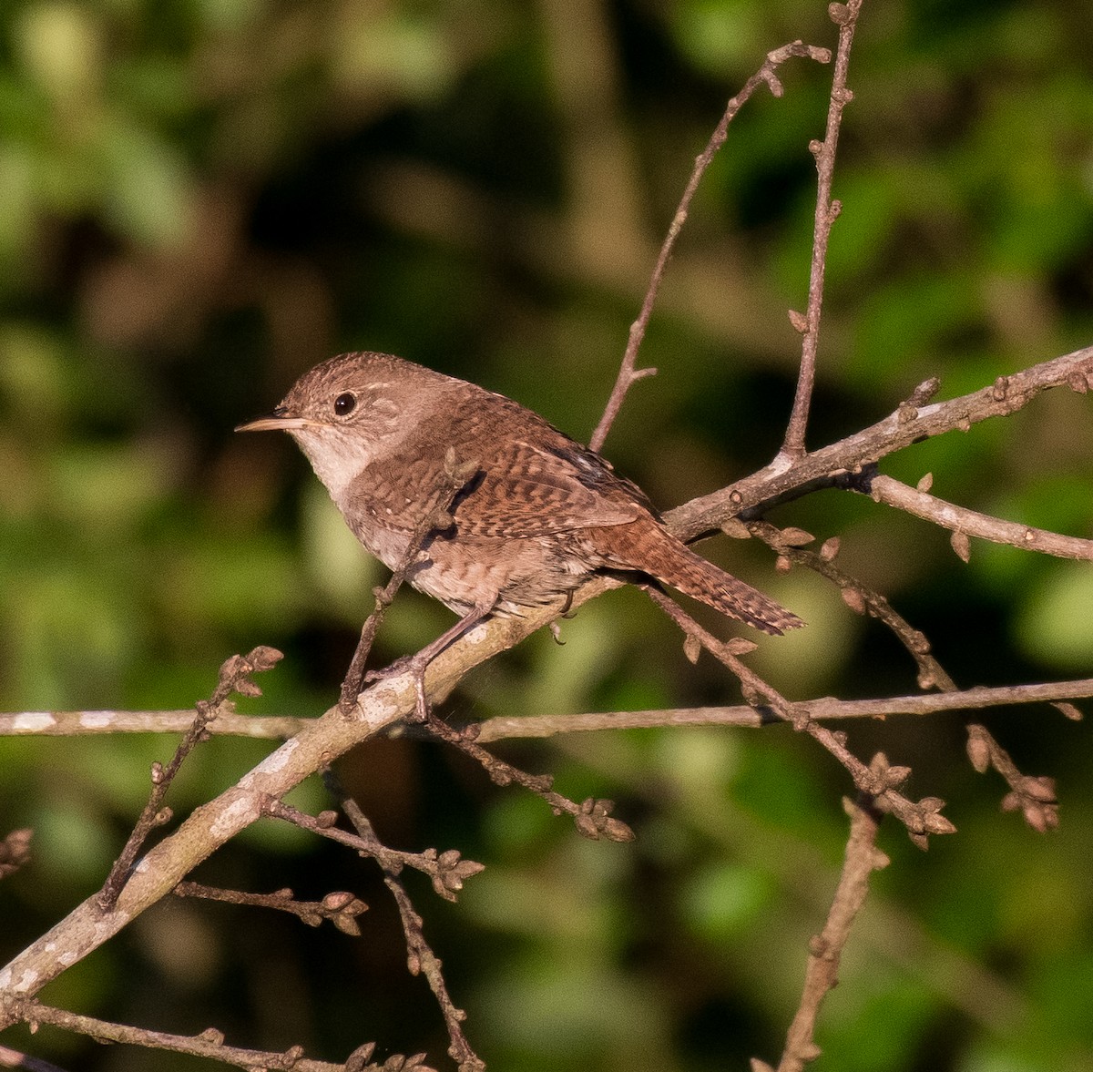 Northern House Wren - ML458078681