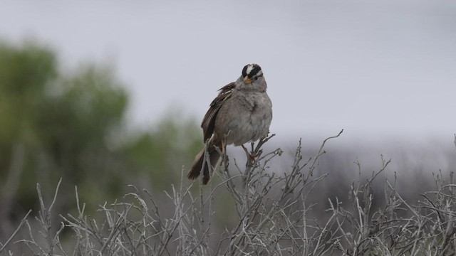 White-crowned Sparrow (nuttalli) - ML458078721