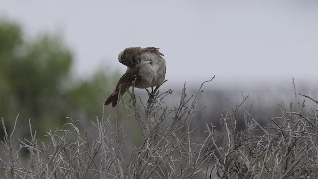 White-crowned Sparrow (nuttalli) - ML458078741