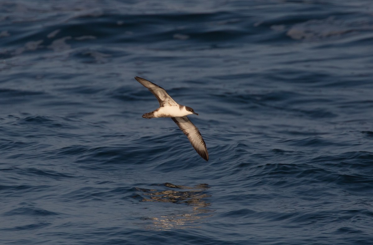 Great Shearwater - ML458079031