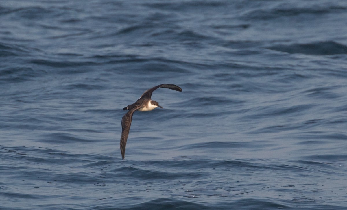 Great Shearwater - ML458079051