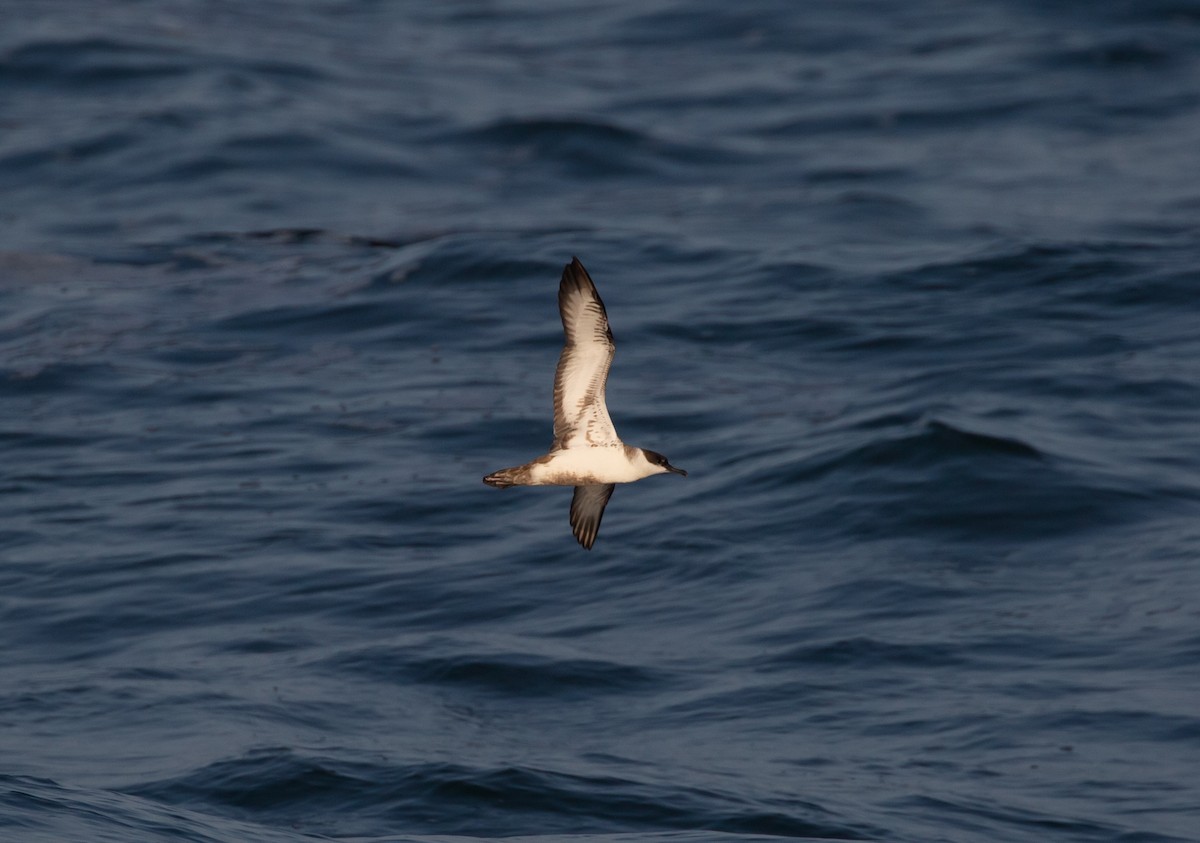 Great Shearwater - ML458079061