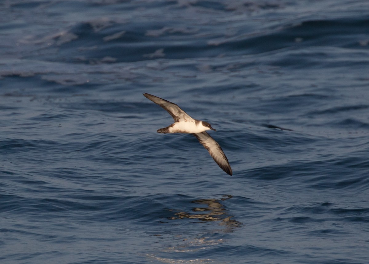 Great Shearwater - ML458079071