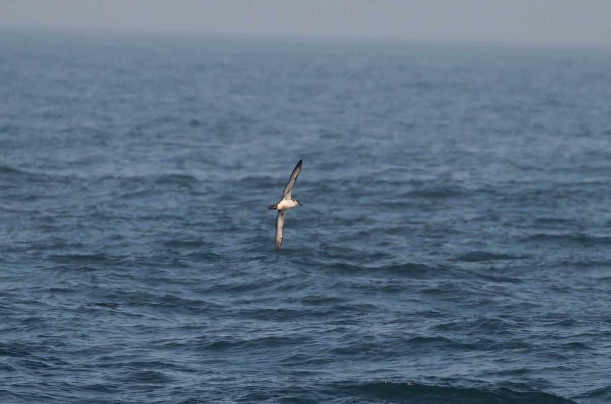 Great Shearwater - ML458079501