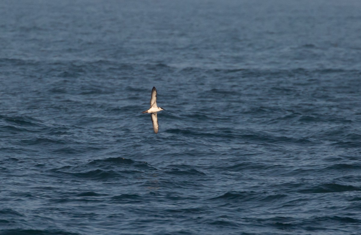 Great Shearwater - ML458079521