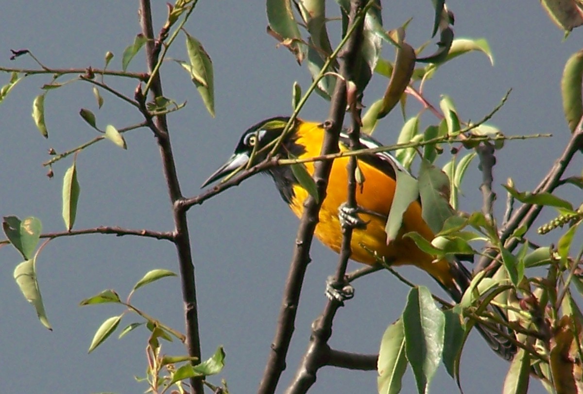 Venezuelan Troupial - ML458079571