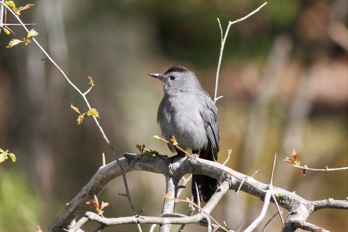 Pájaro Gato Gris - ML458079601