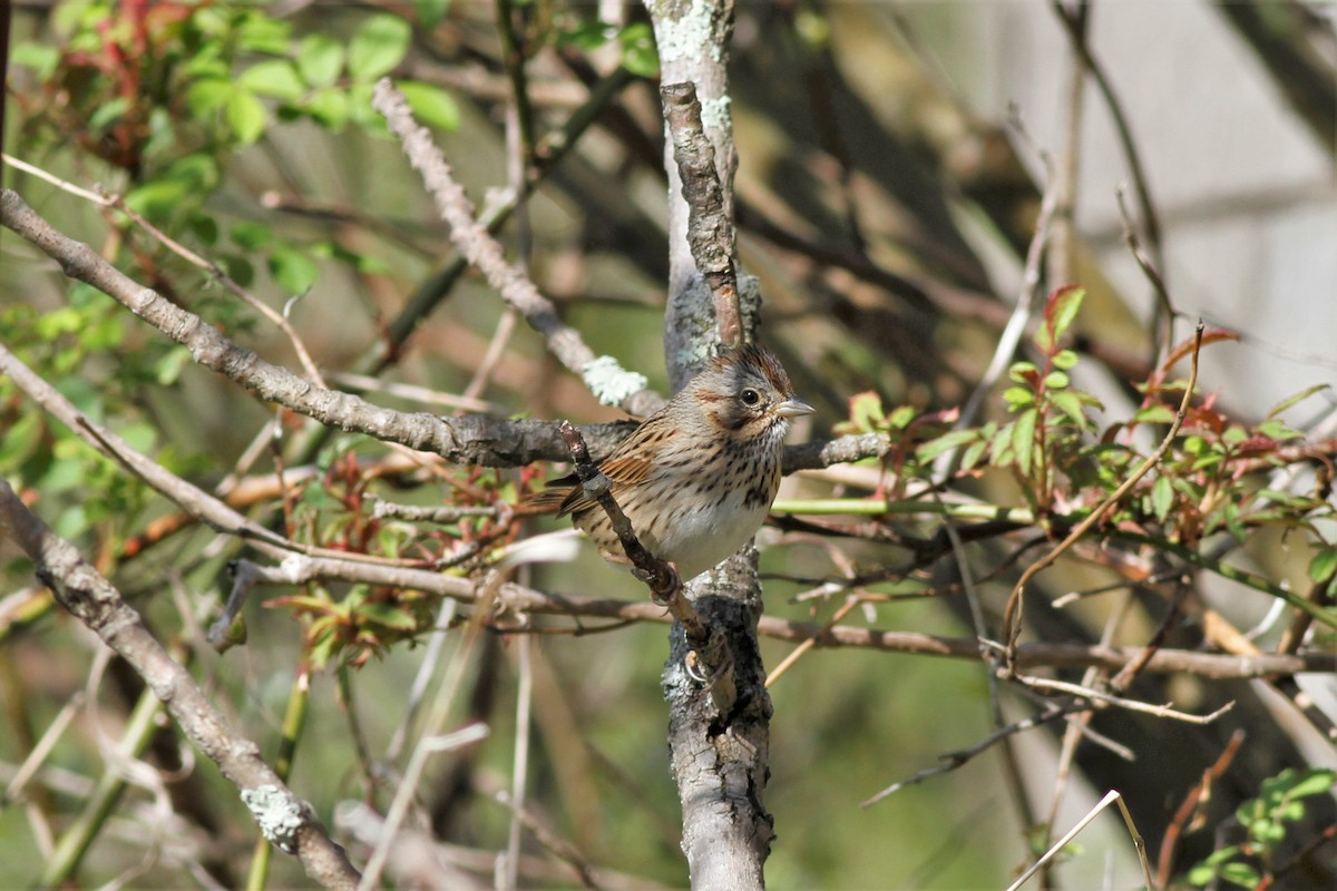 Lincoln's Sparrow - ML458079761