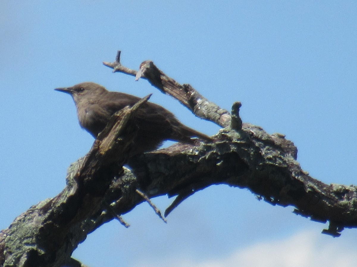 European Starling - ML458079901