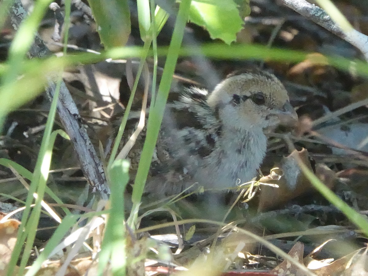 Mountain Quail - ML458079911