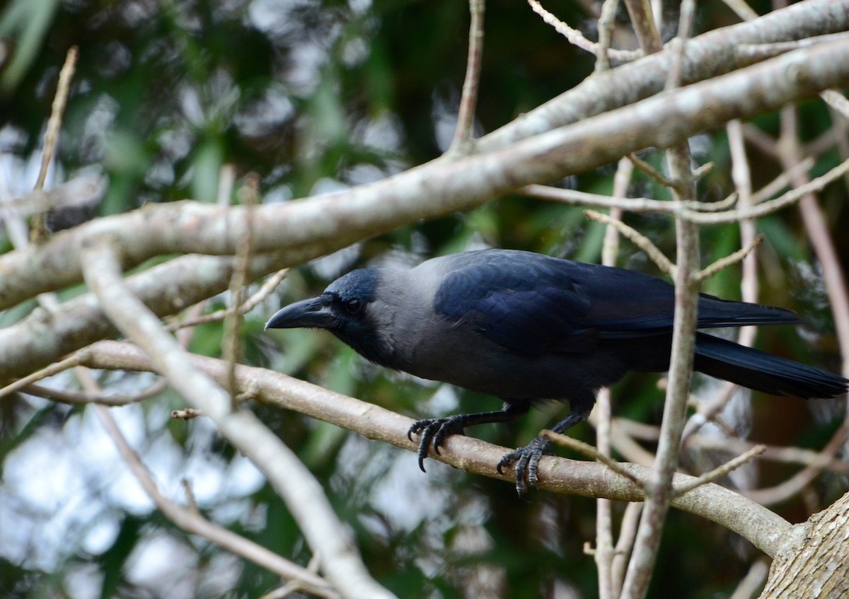 House Crow - ML458080391