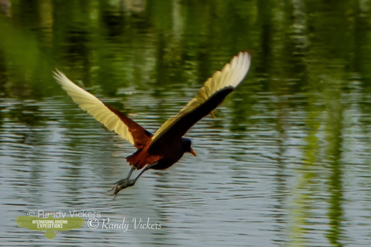 Wattled Jacana (Chestnut-backed) - ML458080541