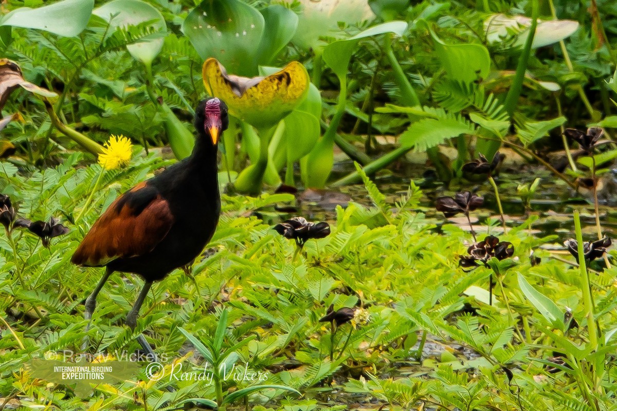 Wattled Jacana (Chestnut-backed) - ML458080561