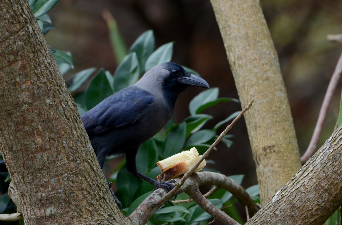 House Crow - ML458080661