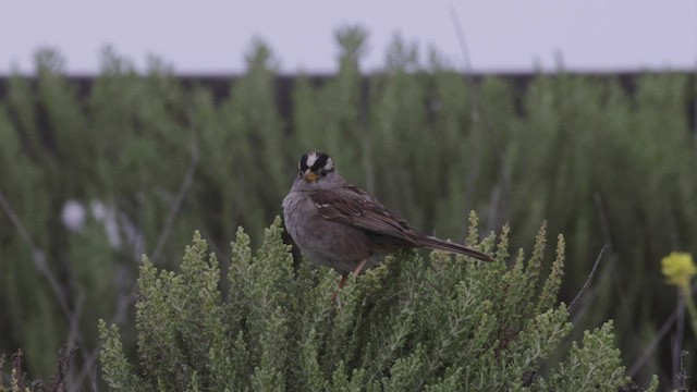 White-crowned Sparrow (nuttalli) - ML458080931