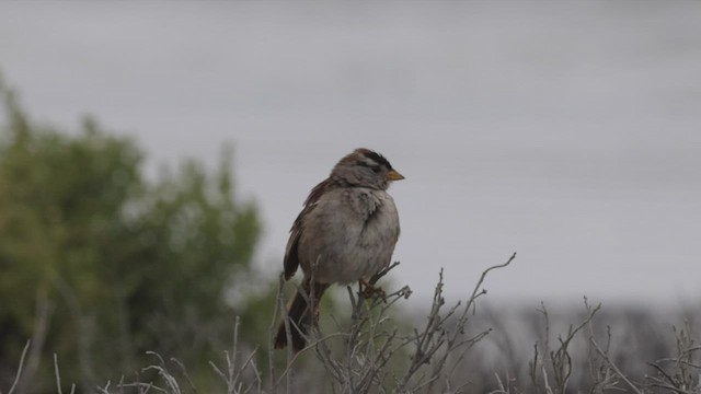 White-crowned Sparrow (nuttalli) - ML458081031