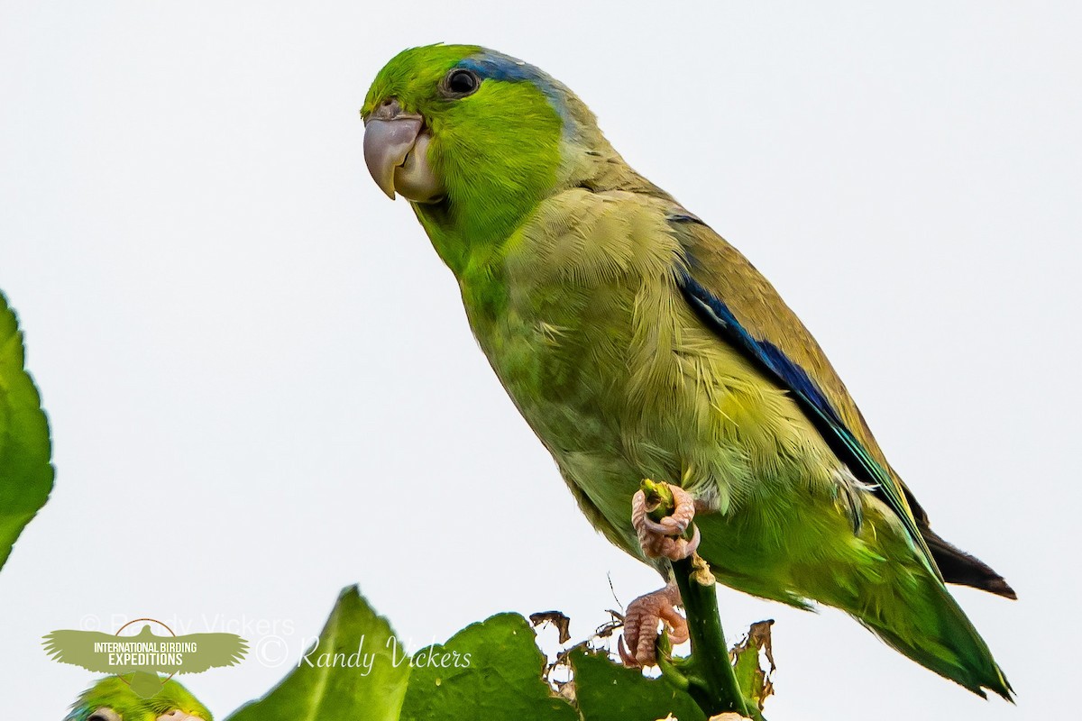 Pacific Parrotlet - Randy Vickers