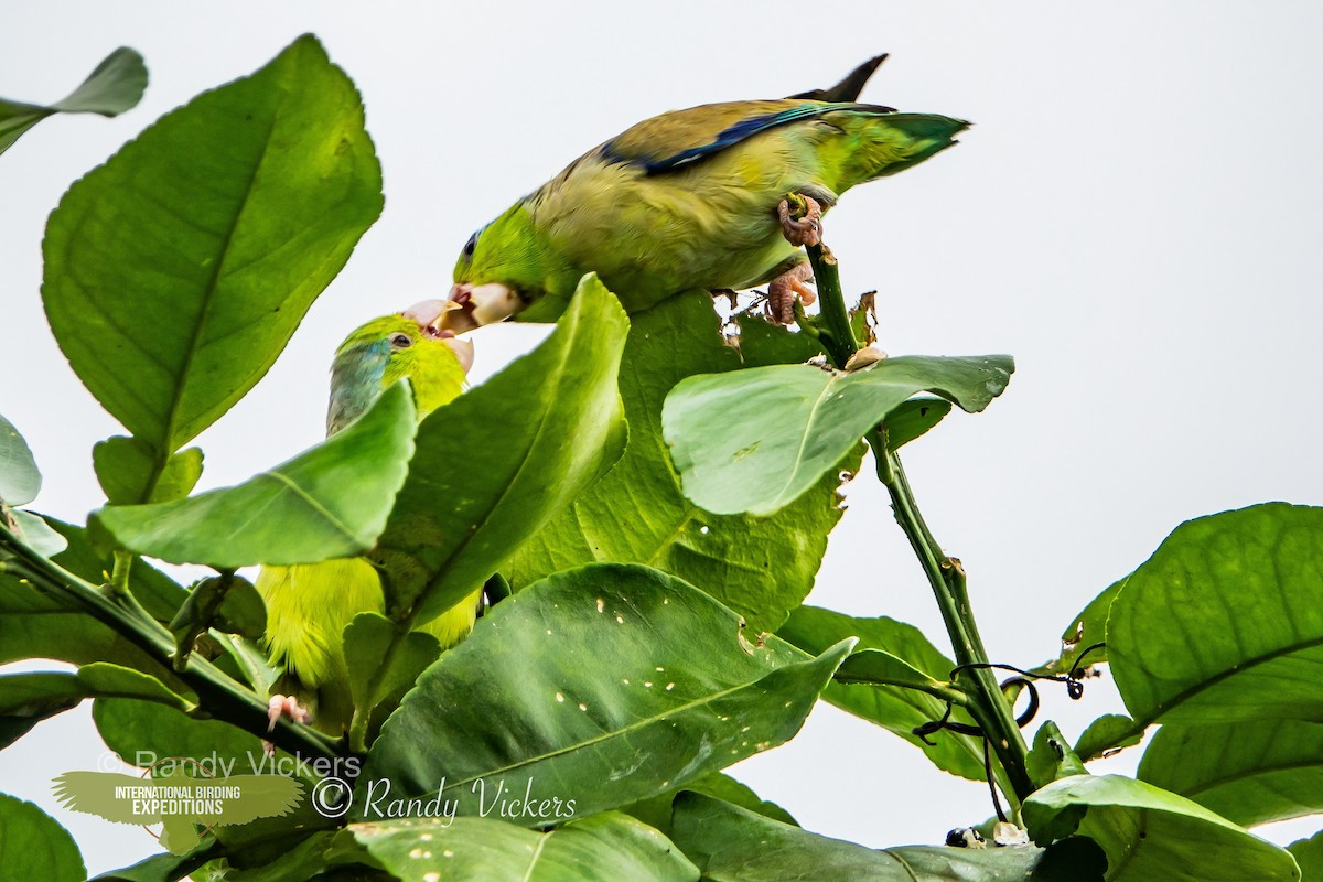 Pacific Parrotlet - ML458081331