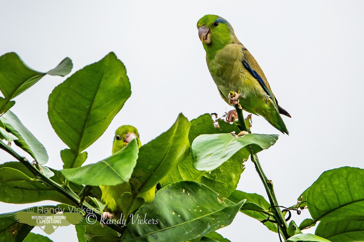 Pacific Parrotlet - ML458081391