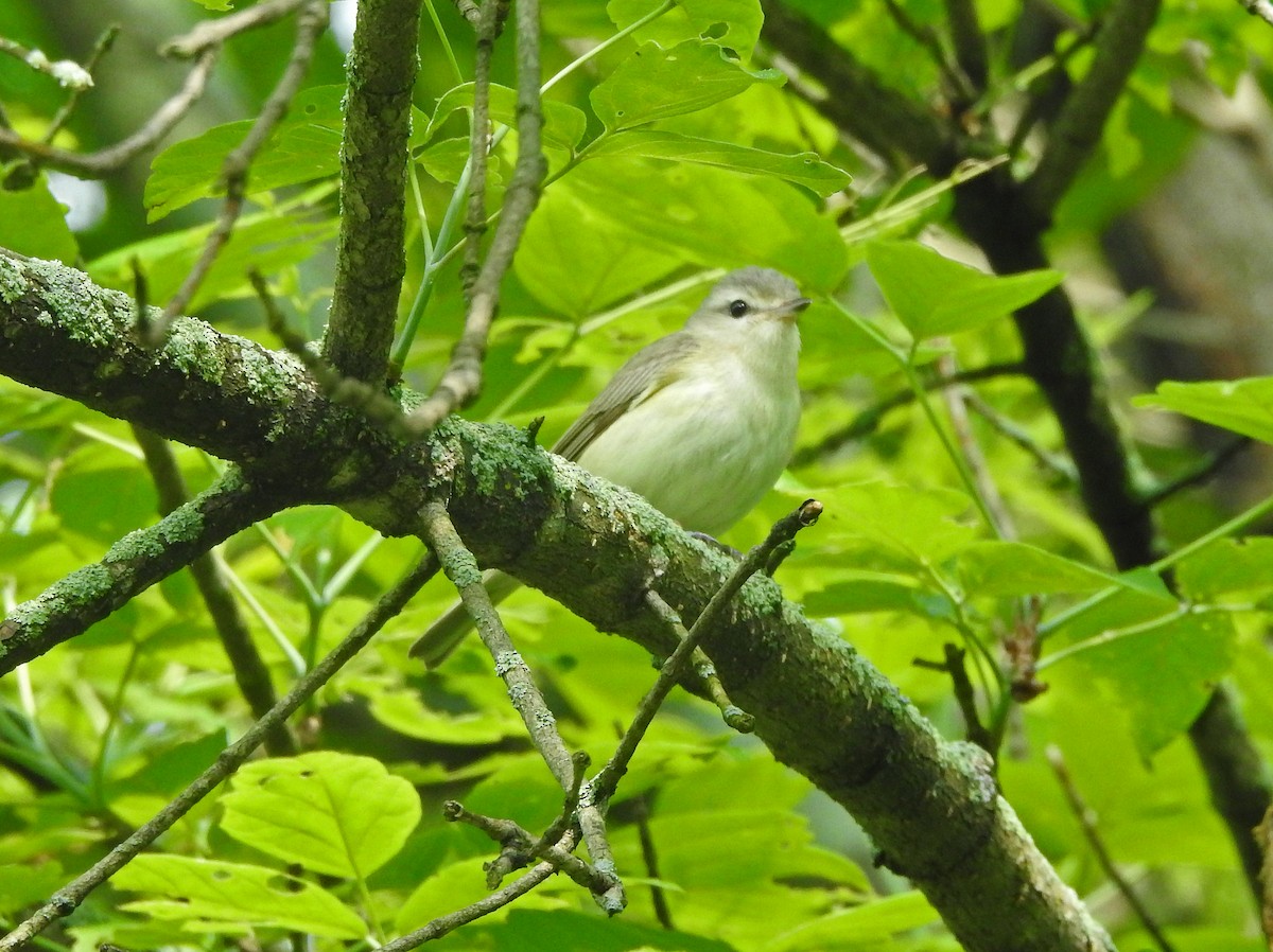 Warbling Vireo - ML458081671