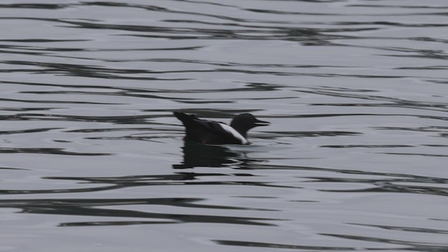 Pigeon Guillemot - ML458081981