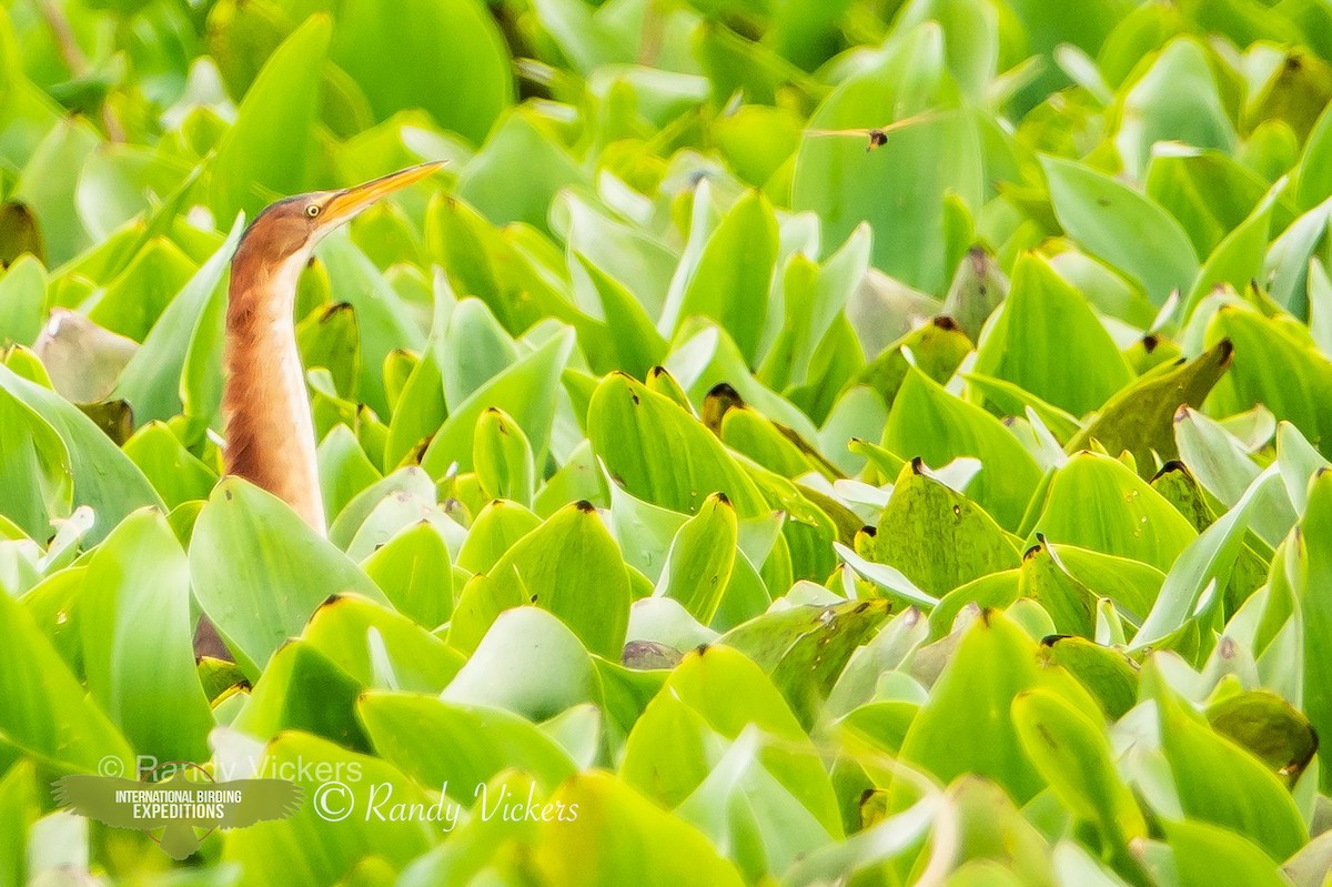 Least Bittern - ML458082221