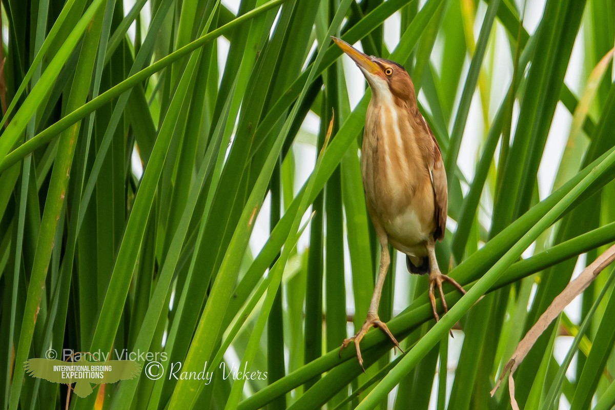 Least Bittern - ML458082231