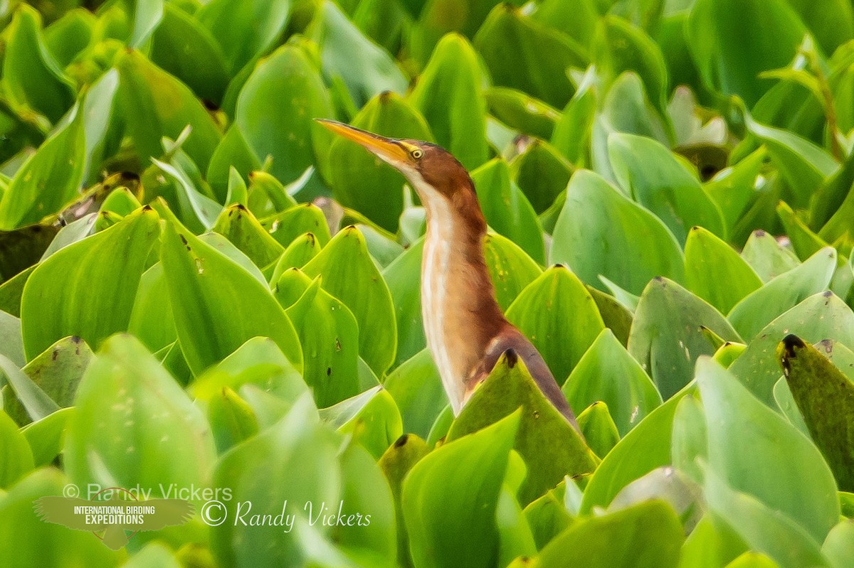 Least Bittern - ML458082261