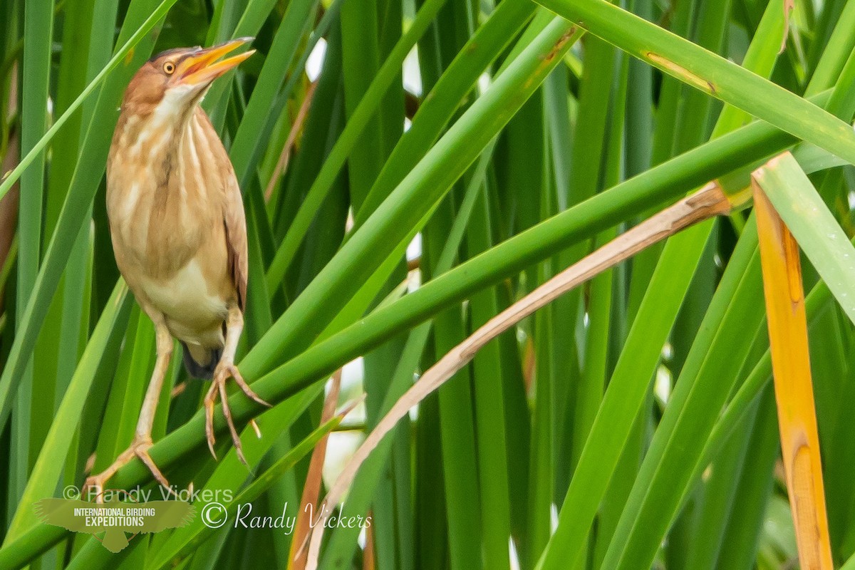 Least Bittern - ML458082271