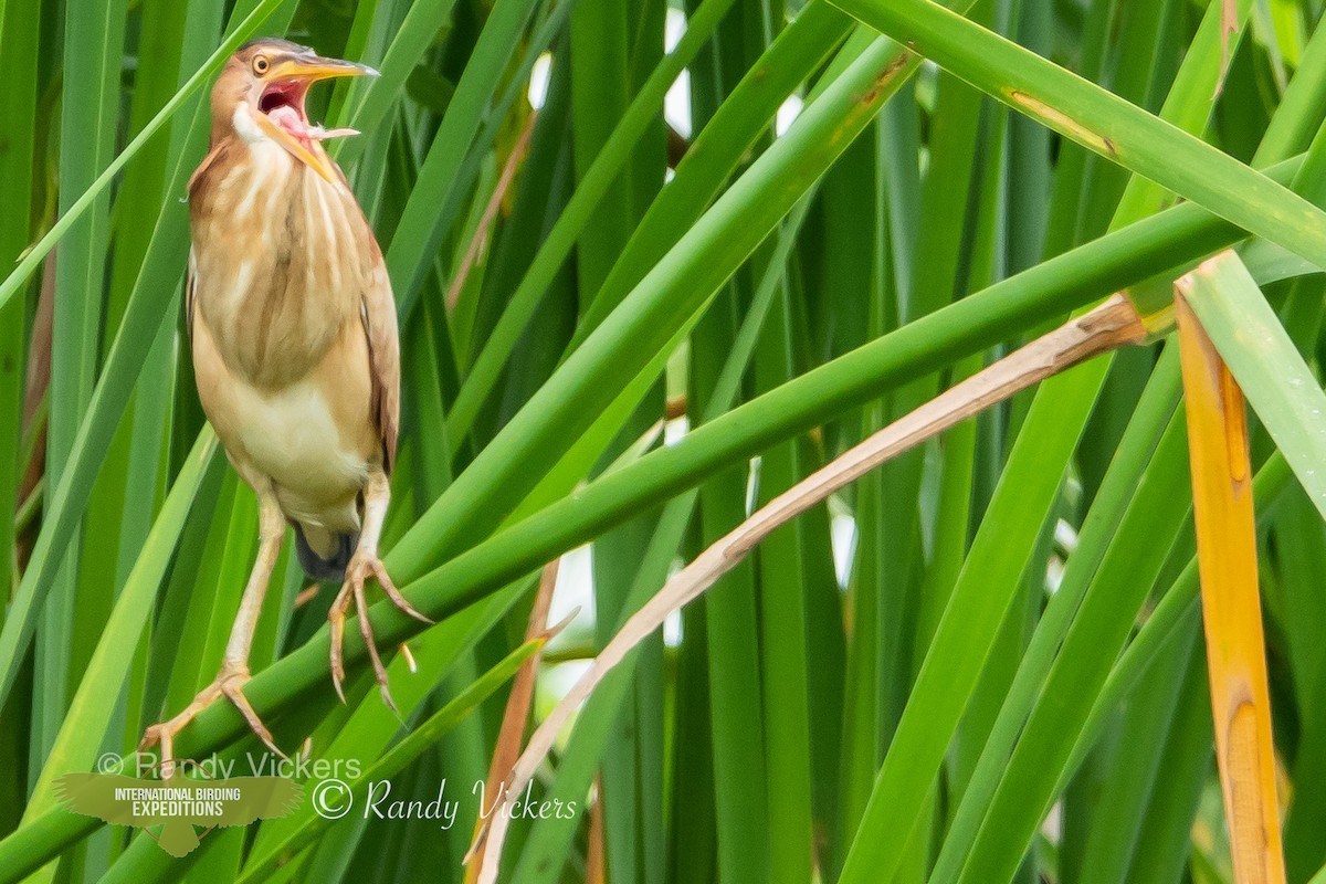 Least Bittern - ML458082281