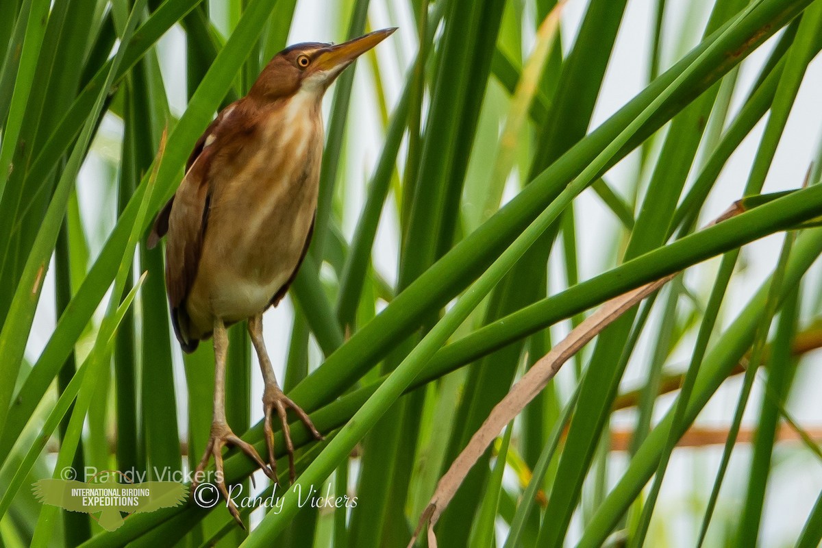 Least Bittern - ML458082301